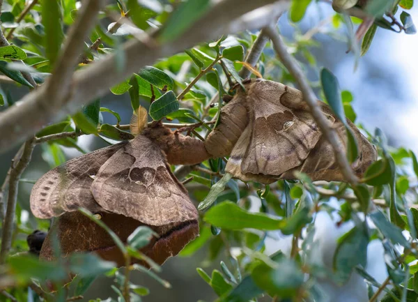 Zwei Polypheme Motten Antheraea Polyphemus Paarung Wirtspflanze Eiche — Stockfoto