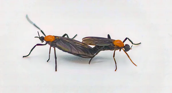 Bir çift çiftleşen Lovebug (Plecia near ctica), Orta Amerika 'nın bazı bölgelerinde ve güneydoğu Amerika Birleşik Devletleri' nde bulunan bir sinek türü.