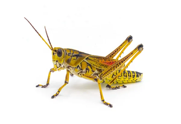Eastern Florida Lubber Grasshopper Romalea Microptera Yellow Black Red Stripe — Foto de Stock