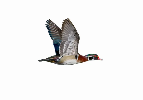 Male Wood Duck Drake Aix Sponsa Flying Showing Beautiful Red — Stock Photo, Image