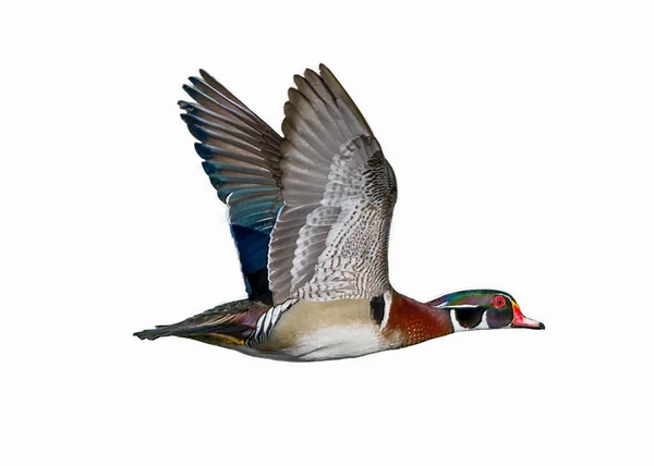 Male Wood Duck Drake Aix Sponsa Flying Showing Beautiful Red — Stock Photo, Image