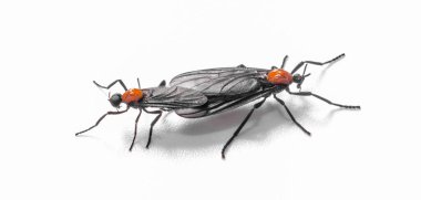 Çift çiftleşen Lovebug - Plecia near ctica, Orta Amerika ve Amerika Birleşik Devletleri 'nin güneydoğusunda bulunan bir sinek türü.