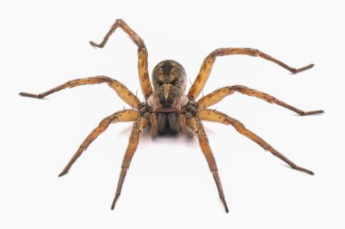 Carolina kurt örümceği - Hogna carolinensis - kameraya dönük, aşırı detay boyunca, izole beyaz kesim
