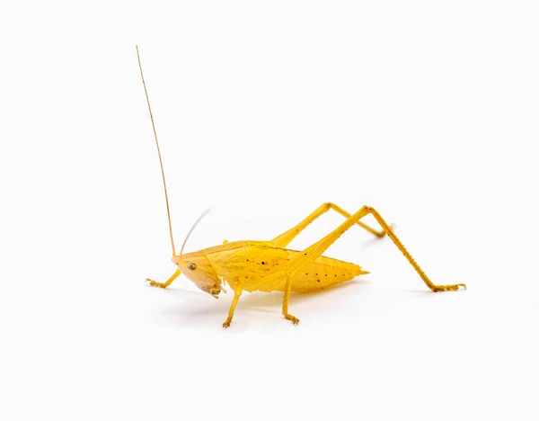 Katydid Beyaz Arka Planda Izole Edildi Olgunlaşmamış Genç Böceğin Sarı — Stok fotoğraf