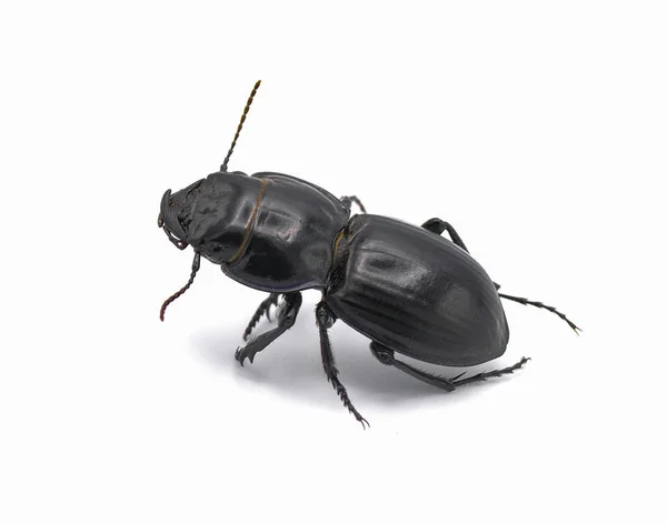 Escarabajo Tierra Pasimachus Elongatus Negro Brillante Vista Lateral Cáscara Corte — Foto de Stock