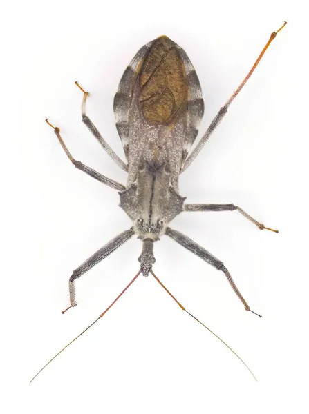 美国轮虫 在白色背景上隔离的Arilus Cristatus 从上面俯瞰的背景图 — 图库照片