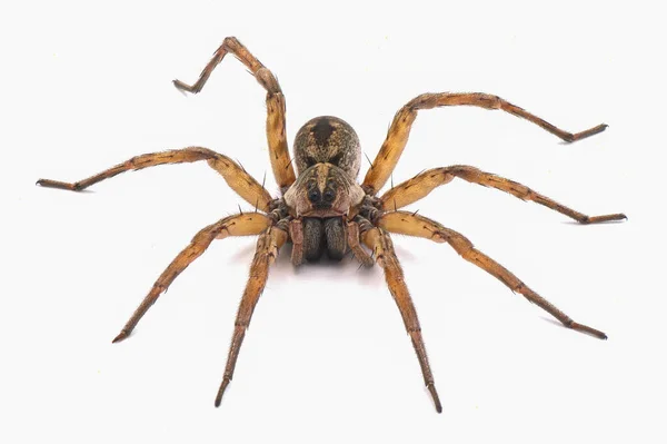 Carolina Wolf Spider Hogna Carolinensis Caméra Face Détail Extrême Tout — Photo