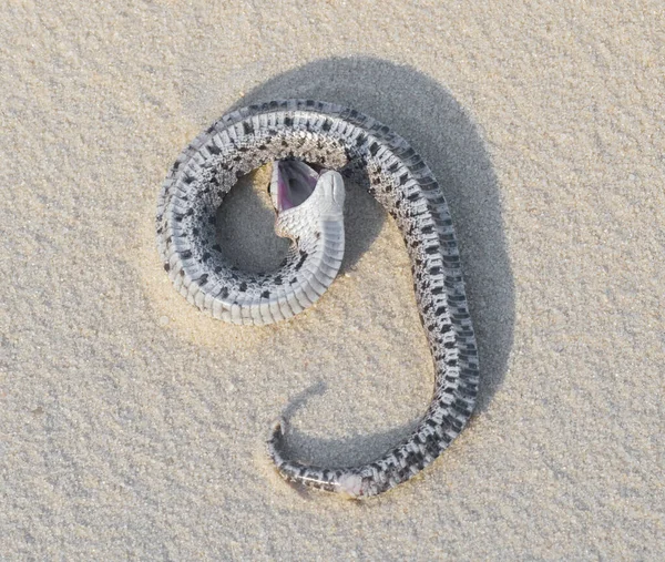 Jeune Couleuvre Musquée Sauvage Femelle Heterodon Simus Morte Bouche Grande — Photo