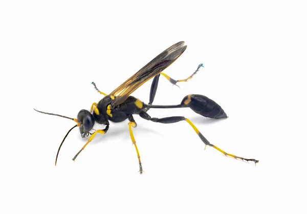 Yellow Legged Black Yellow Black Waisted Mud Dauber Wasp Sceliphron — Stock Photo, Image
