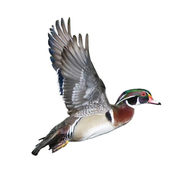 Male Wood Duck Drake Aix Sponsa Flying Showing Beautiful Red — Stock Photo, Image