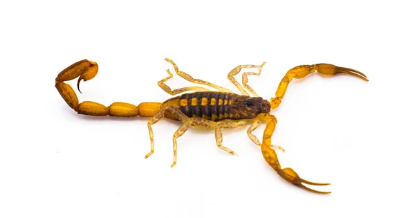 Wilde Volwassen Hentz Gestreepte Schorpioen Centruroides Hentzi Geïsoleerd Witte Achtergrond — Stockfoto