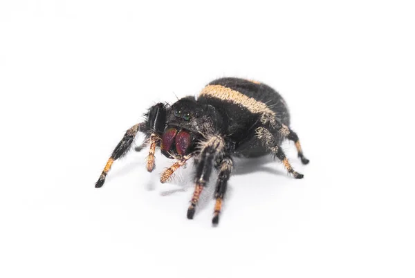 Aranha Saltitante Real Phidippus Regius Fêmea Grande Isolado Fundo Branco — Fotografia de Stock