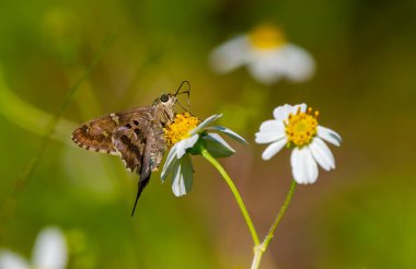 Uzun kuyruklu Skipper (Urbanus proteus), Kuzey Florida 'da tropikal ve subtropikal Güney Amerika' da bulunan bir kelebek türü.