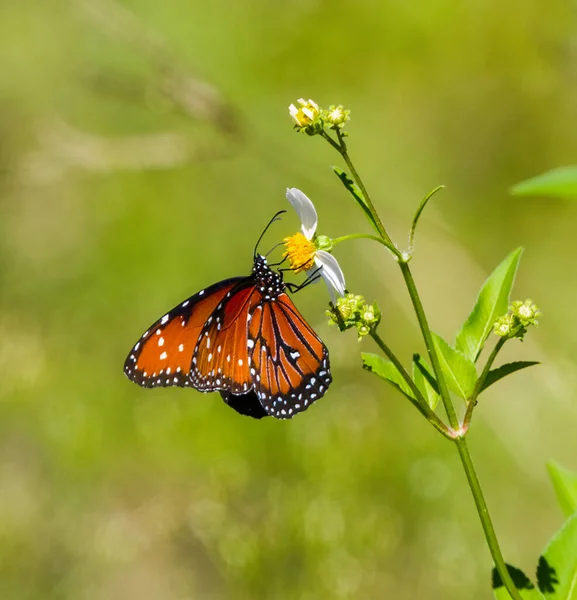 Hermosa Reina Danaus Gilippus Mariposa Comiendo Néctar Bidens Alba Aguja — Foto de Stock
