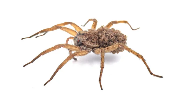 Carolina Kurt Örümceği Hogna Carolinensis Sırtında Karnında Bebeklerle Yan Görünüşü — Stok fotoğraf