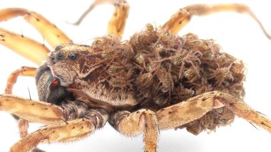 Carolina kurt örümceği - Hogna carolinensis - Anne sırtüstü ya da karnı beyaz arka planda izole edilmiş bebeklerle yakın çekim
