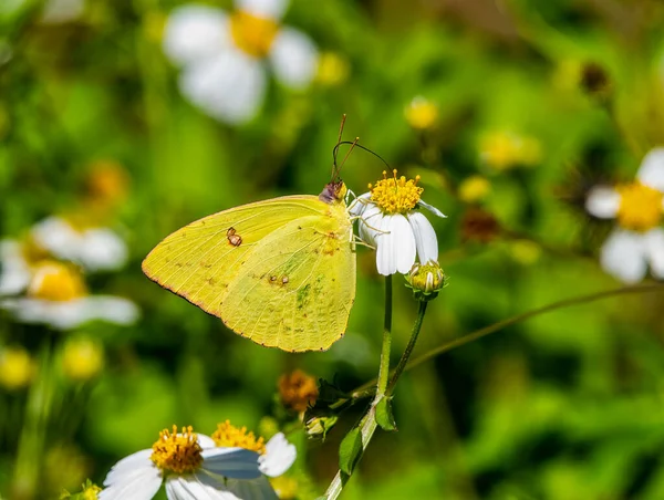 Phoebis Sennae Cloudless Sulphur Mid Sized Butterfly Family Pieridae Found — Stock Photo, Image