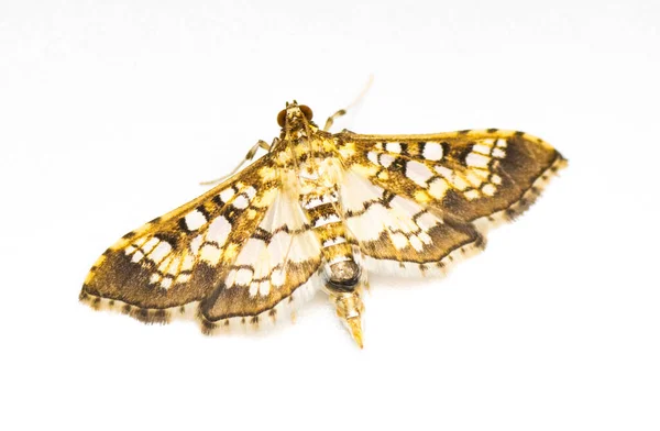 Monsembly Moth Samea Ecclesialis Bir Diurnal Güve Diğer Adıyla Mozaik — Stok fotoğraf