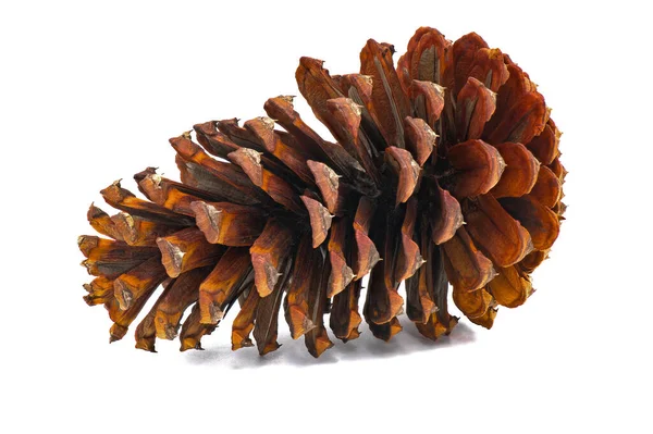 Brauner Kiefernzapfen Isoliert Auf Weißem Hintergrund Langblättrige Kiefer Pinus Palustris — Stockfoto