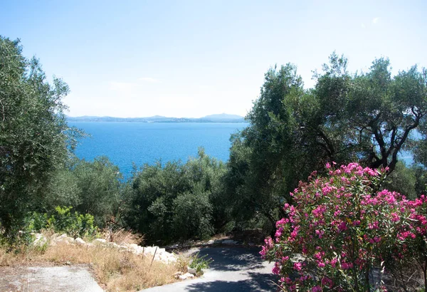 Vesnice Nissaki Ostrov Korfu Řecko Olivovníky Svahu Nad Modrým Středozemním — Stock fotografie