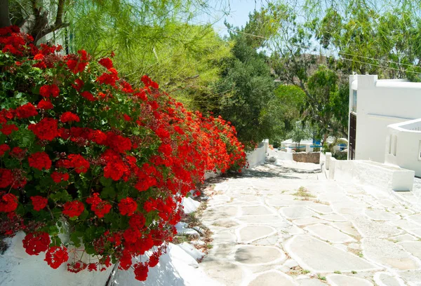 Schöne Insel Ios Griechenland Leuchtend Rote Blumen Einem Dorfweg Typische — Stockfoto