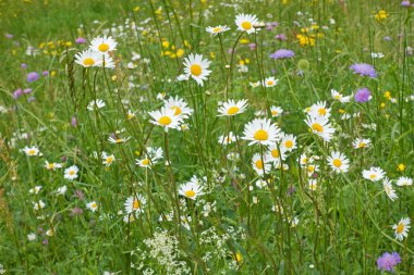 Papatyaları ve dul çiçekleri olan Alp çiçeği çayırı.