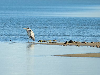 Danimarka 'daki Limfjord' da Ardea cinerea adlı gri balıkçılın yakın çekimi.