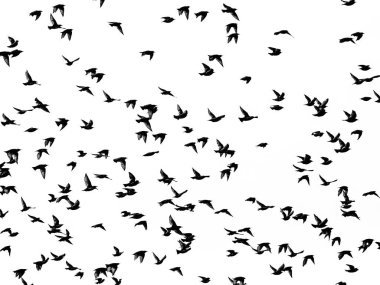 Sığırcık sürüsünün siluetinin soyut fotoğrafı, Sturnus vulgaris.