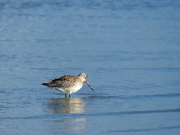 Gros Plan Une Barge Queue Barrée Limosa Lapponica Tenue Unie — Photo