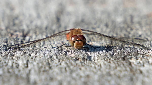 Makroaufnahme Der Libelle Von Vorne — Stockfoto