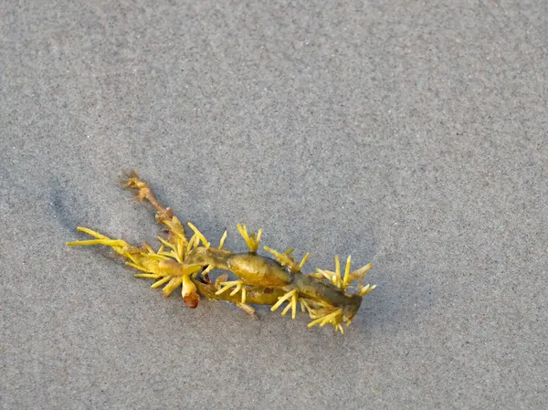 Розміщення Вузлика Ascophyllum Nodosum Пляжі Північного Моря — стокове фото