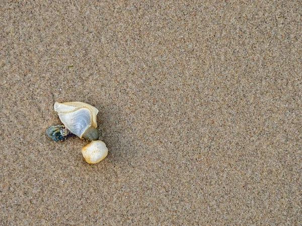 Close Barnacle Thoricica Sandy Beach Danish North Sea Coast — Stock Photo, Image