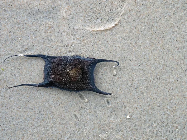 Close Ray Egg Capsule Beach North Sea — Stock Photo, Image