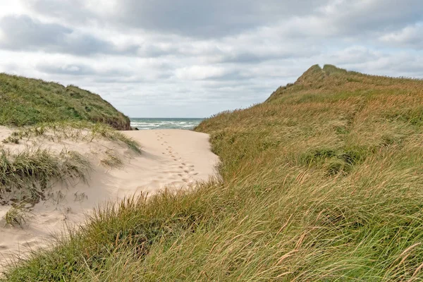 Strandzugang Den Dünen Der Dänischen Nordseeküste Jütland Bei Norre Vorupor — Stockfoto