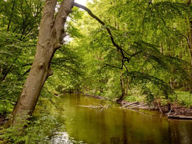 Warnow nehri, Almanya 'nın Mecklenburg-Batı Pomerania bölgesindeki Warnow Durchbruch vadisinde bir ormanın ortasında.