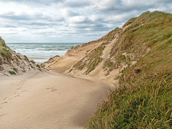 Strandzugang Den Dünen Der Dänischen Nordseeküste Jütland Bei Norre Vorupor — Stockfoto