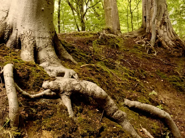 Primer Plano Poderosas Raíces Árboles Bosque Alemán — Foto de Stock