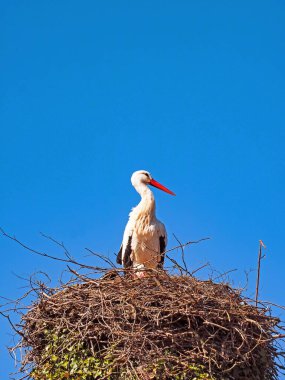 Close-up of white stork, Ciconia ciconia, on its nest against blue sky