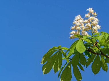 Sıradan at kestanesi çiçekleri, Aesculus hipocastanum, mavi gökyüzüne karşı kopyalanmış uzay