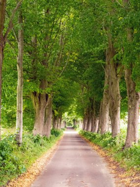 Almanya 'nın kuzeyinde Schleswig-Holstein eyâletinde yeşil ağaçlardan oluşan bir caddeye bakın