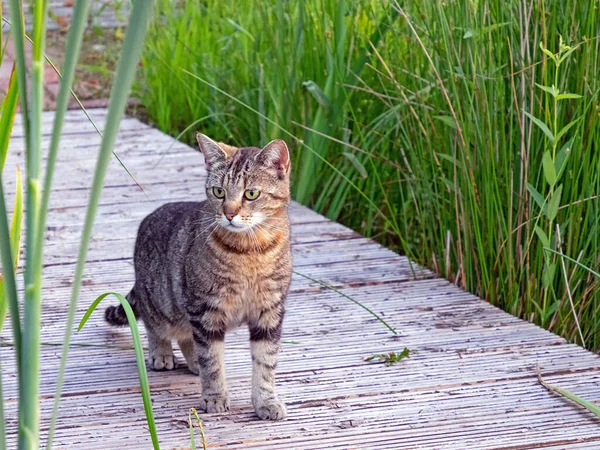 Sazlıktaki Tahta Yaya Köprüsünde Bir Tekir Kedi Pusuda Bekliyor — Stok fotoğraf