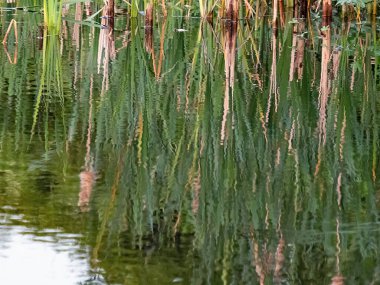 Gölün sularındaki sazlıkların yansıması.
