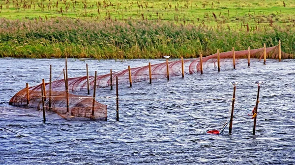 Redes Pesca Estabelecidas Por Pescadores Profissionais Lago Dinamarquês Flade Jutlândia — Fotografia de Stock