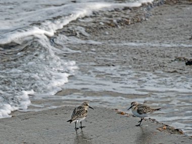 Two Sanderlings, Calidris alba, on the shore of the North Sea on the Danish coast