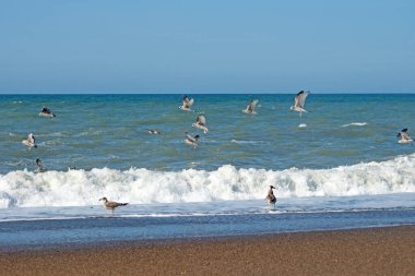 A flock of seagulls hunt for prey on the Danish North Sea coast