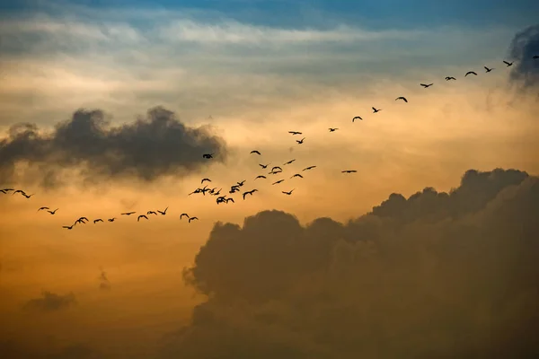 Flock of geese flying in the sky at sunset, Denmark