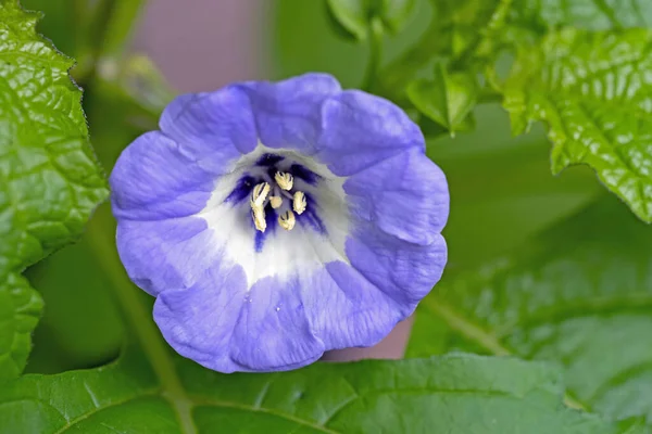 Close Blue Flower Shoo Fly Plant Nicandra Physalodes — 스톡 사진