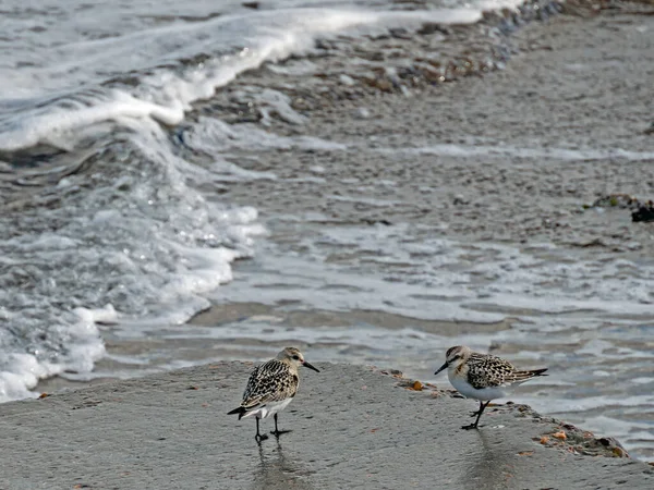 Two Sanderlings Calidris Alba Shore North Sea Danish Coast — ストック写真