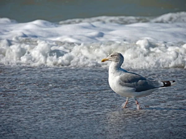 Close Herring Gull Larus Argentatus Slack Water Danish North Sea — Fotografia de Stock