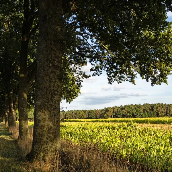 Дубова Алея Утворює Кінець Кукурудзяного Поля Краю Лісу Кірхлінтеллі Німеччина — стокове фото